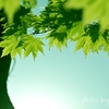緑のもみじ1