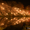 夜桜４
