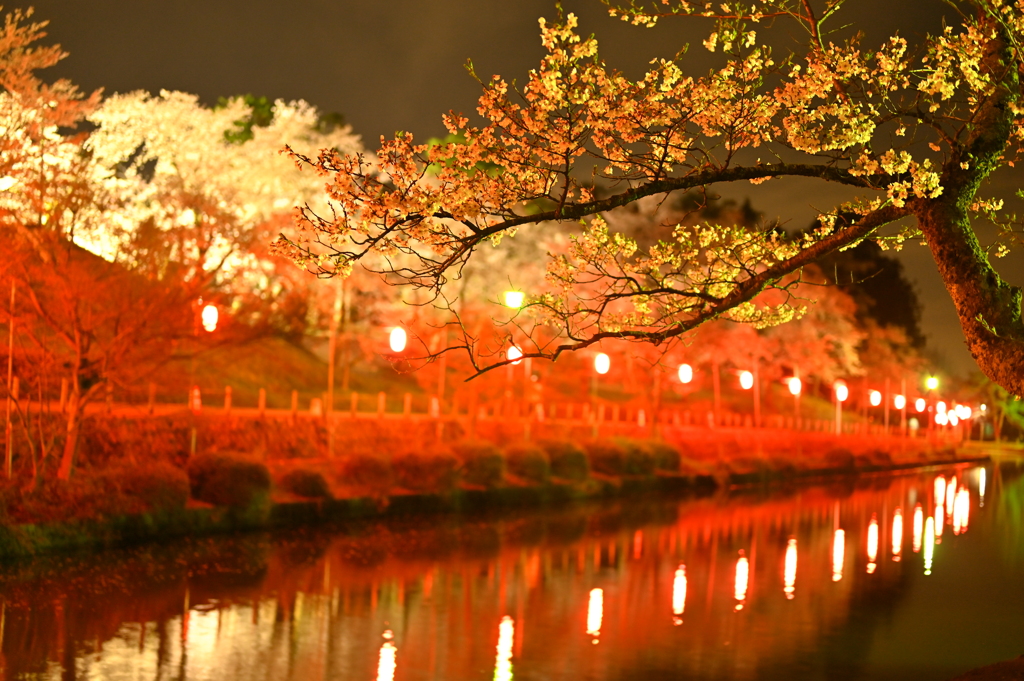 妖艶桜