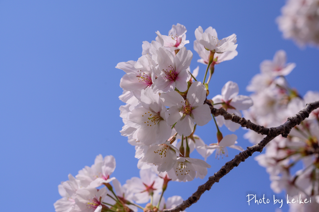 春！桜！