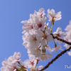 春！桜！