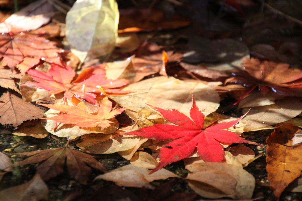 紅一点