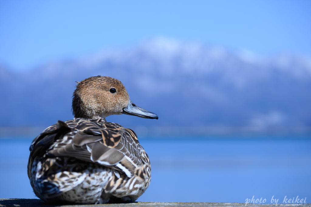 湖畔のカモ