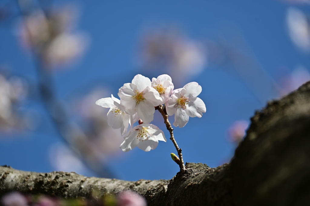 桜の小枝