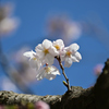 桜の小枝