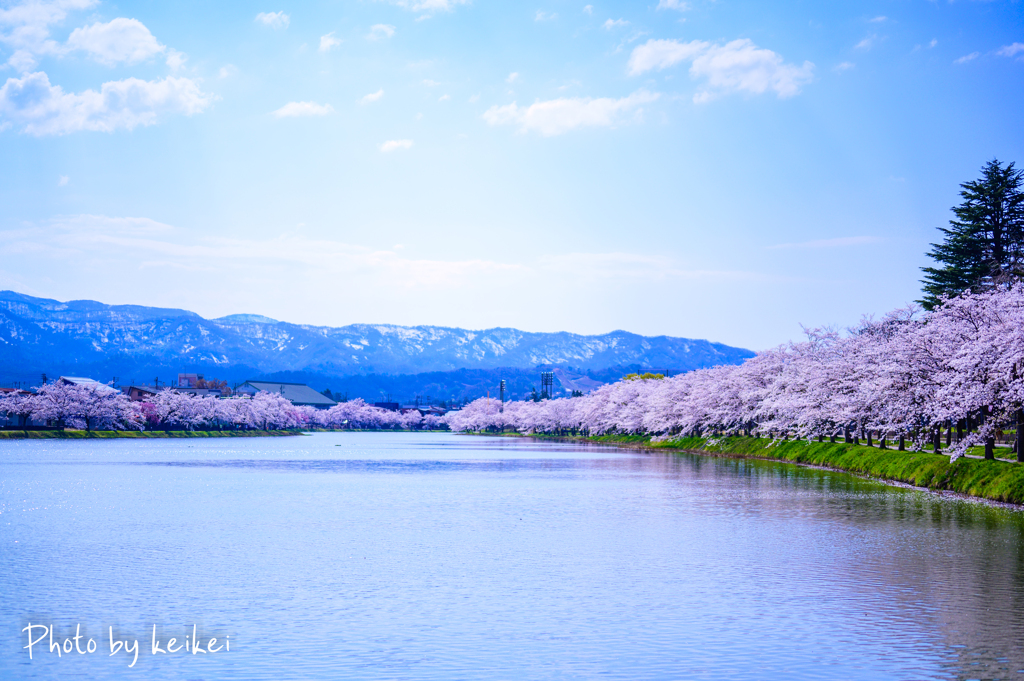 残雪と桜