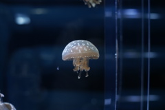 さ