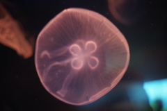 こ