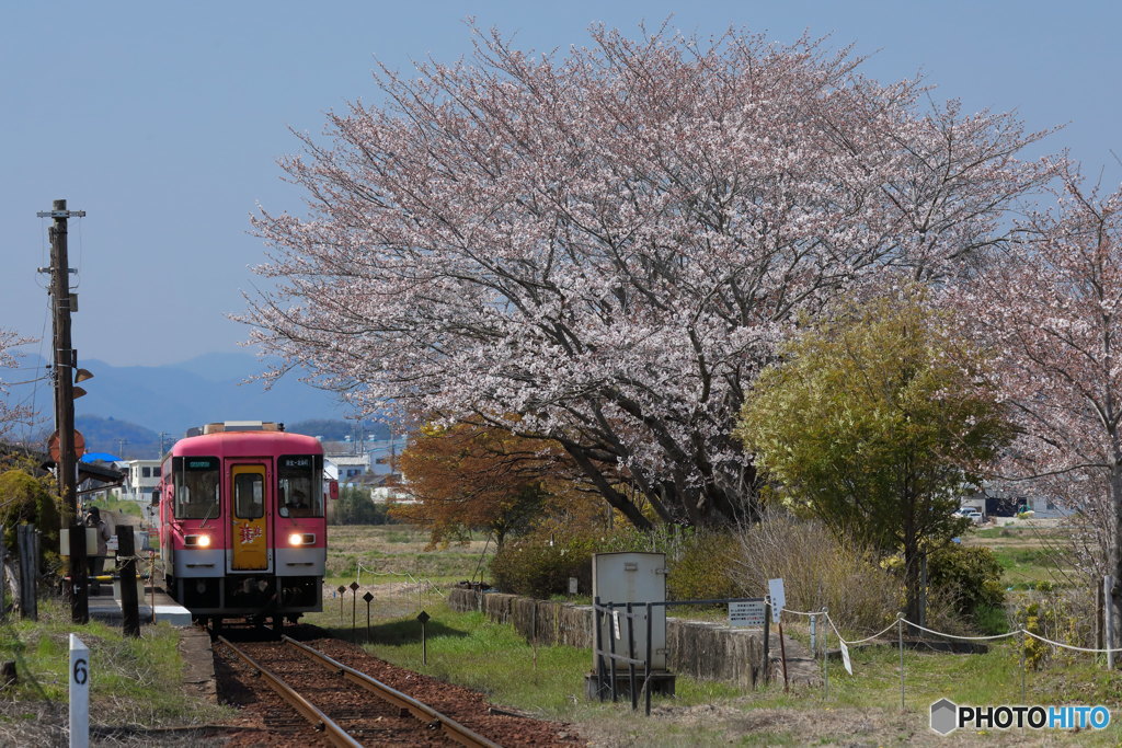 春、到着しました