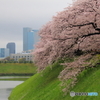 TOKYOさくら