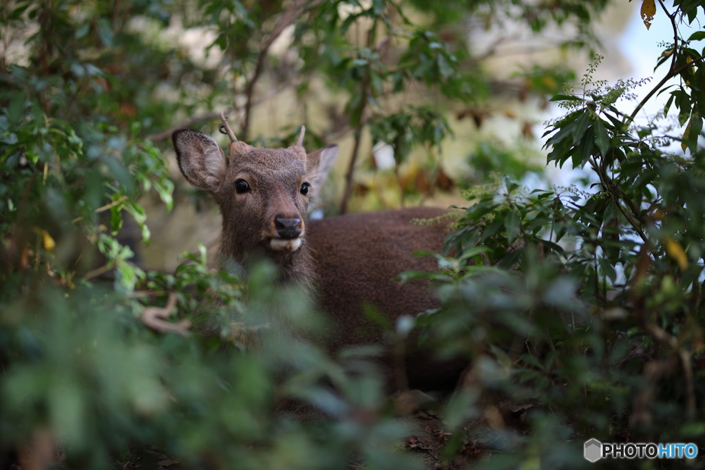 wildlife