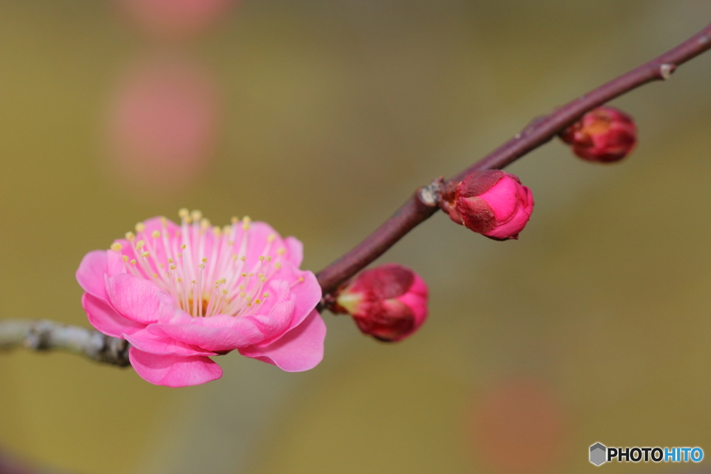 花咲くリズム