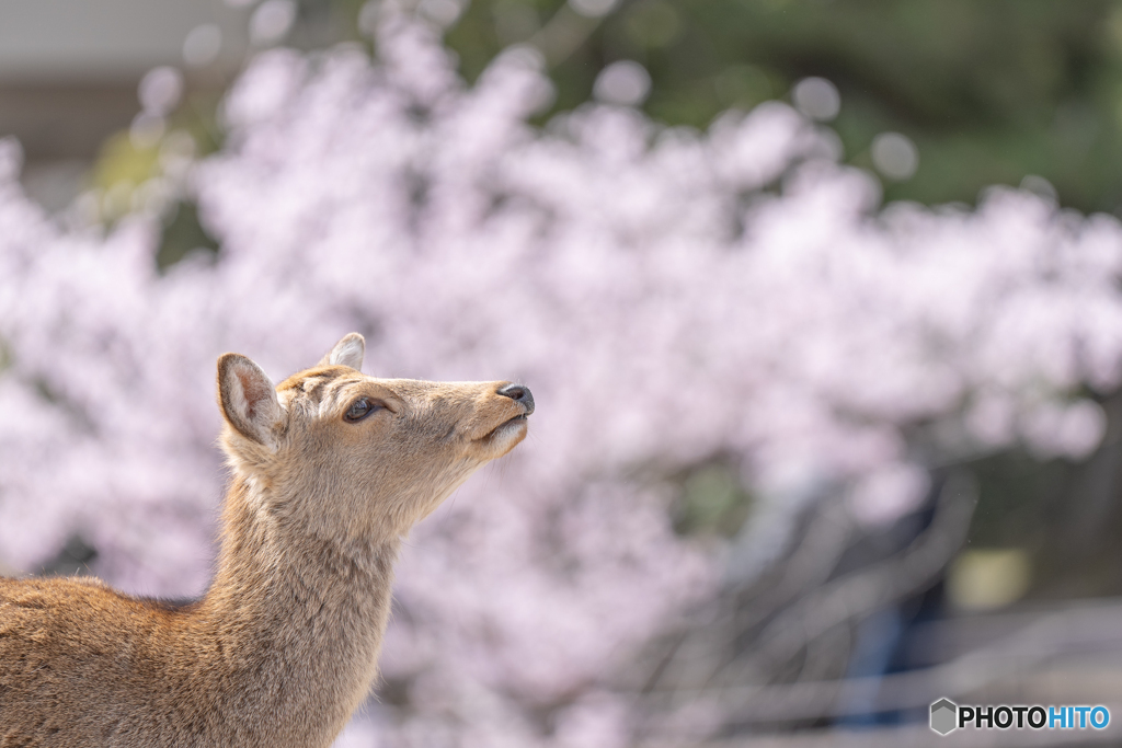 春が来た