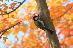 紅葉より・・