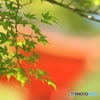 秋を待つ