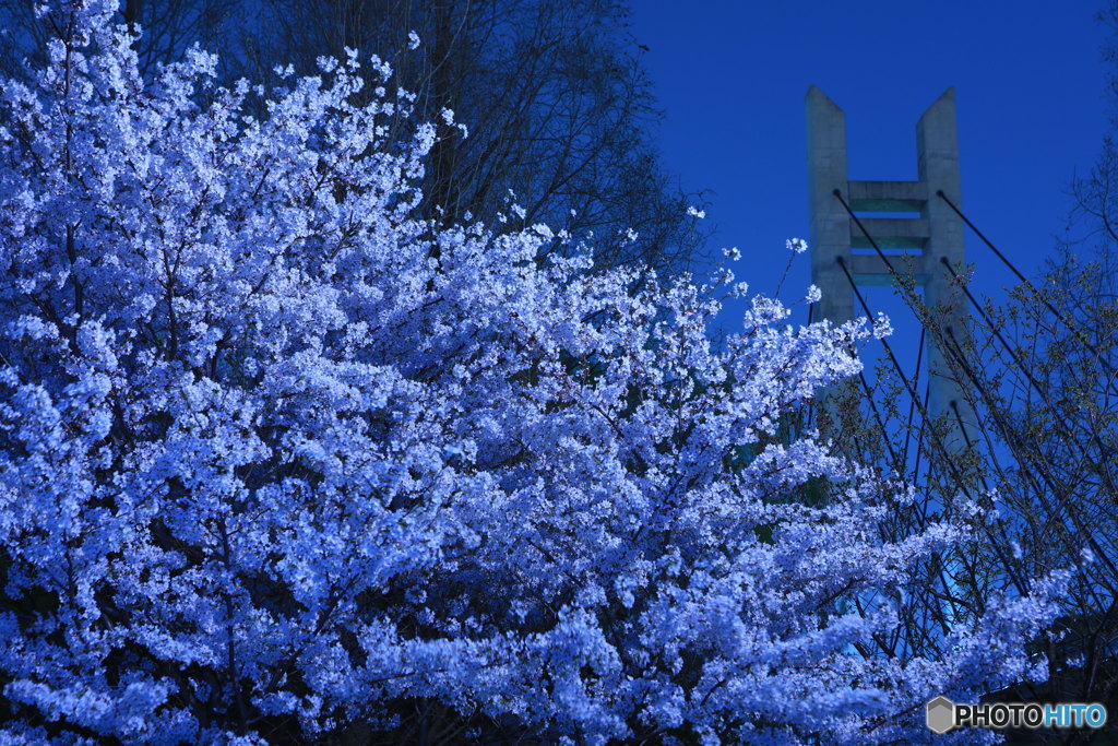 月光桜