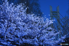 月光桜
