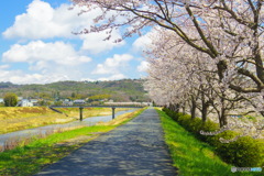 武庫川の春
