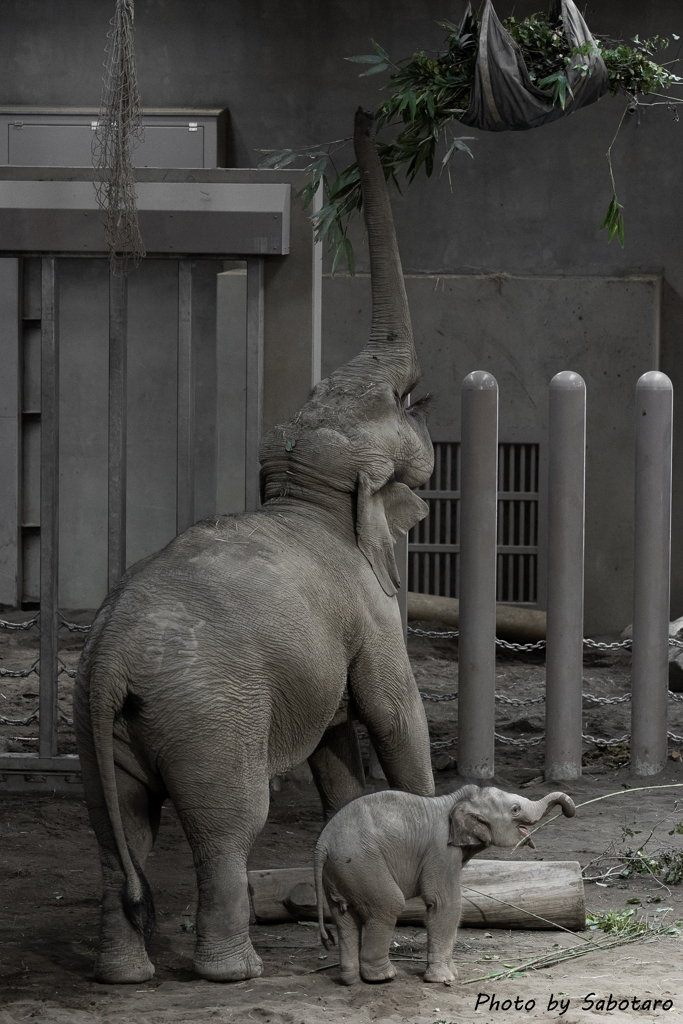 お鼻が長いのね