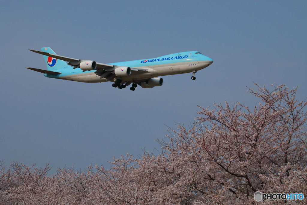 桜の海を渡ろう