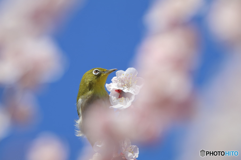 春が来たよ