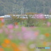 秋桜特急
