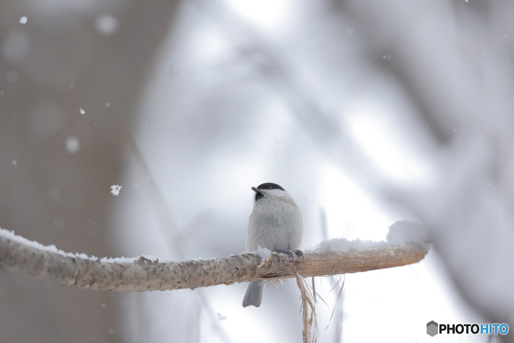 雪だね