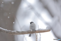 雪だね