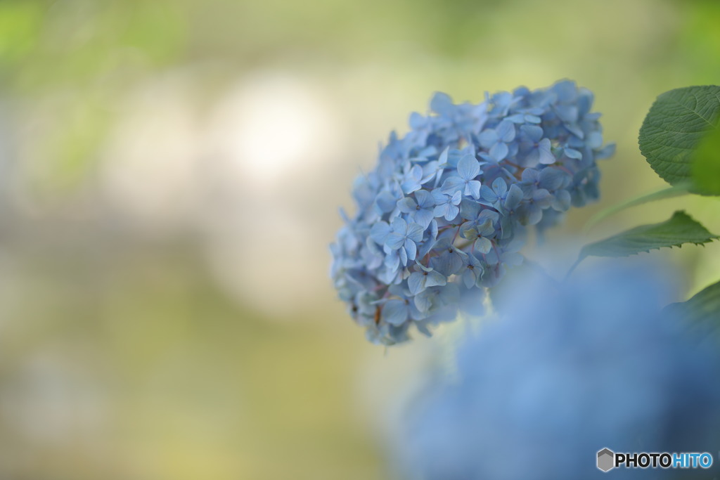 旬花