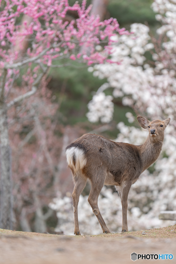 奈良x鹿x桜