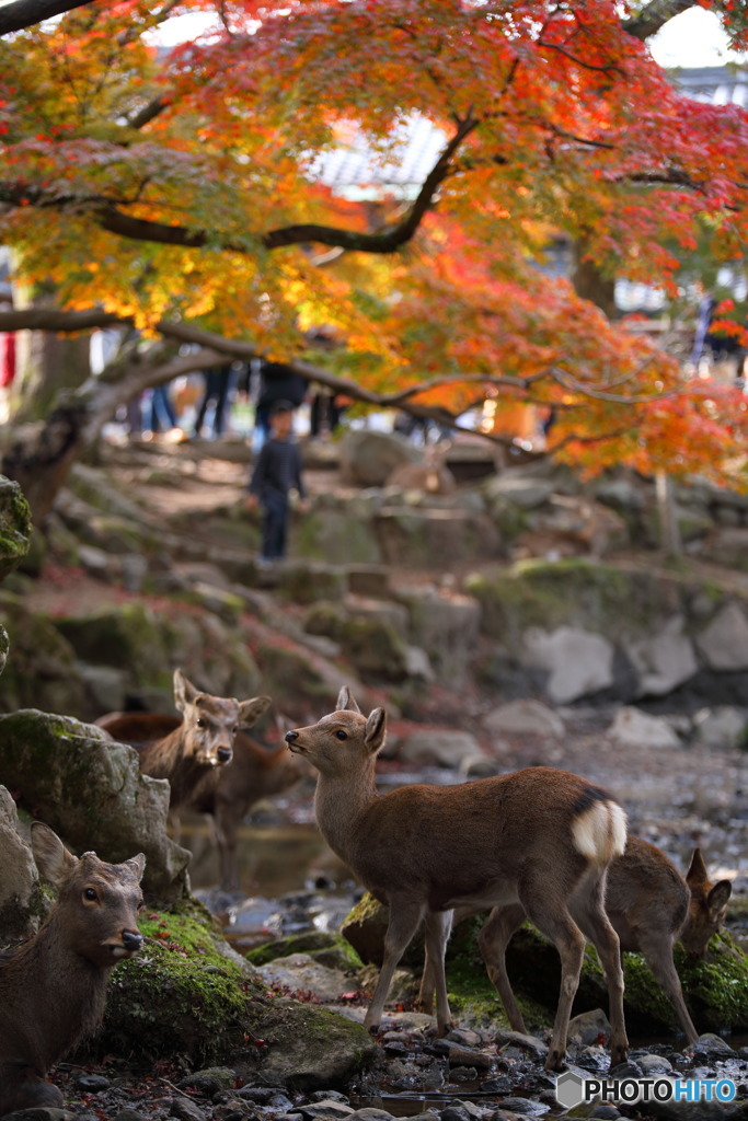 色づく奈良公園