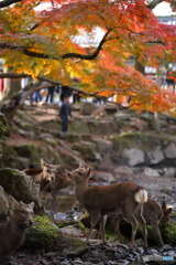 色づく奈良公園