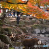 色づく奈良公園