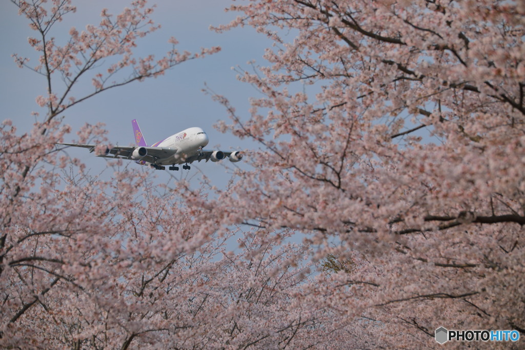また桜は咲く