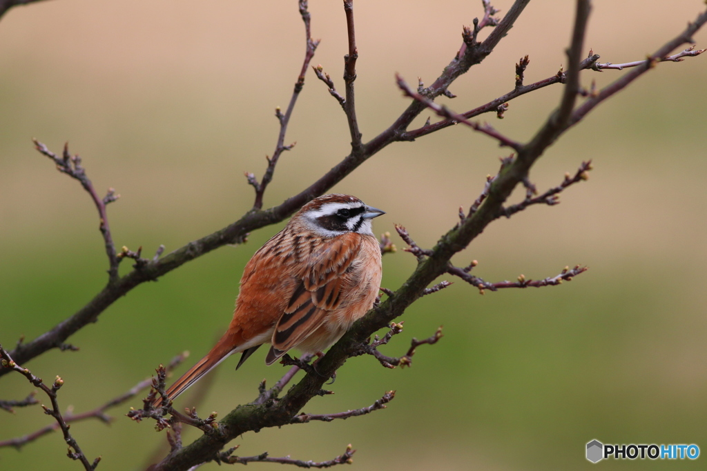 堂々としていますね