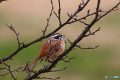 堂々としていますね 堂々としていますね