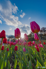 アイスチューリップ