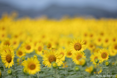 夏を告げる花