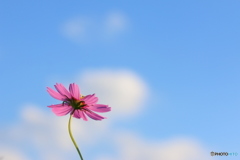 秋空に