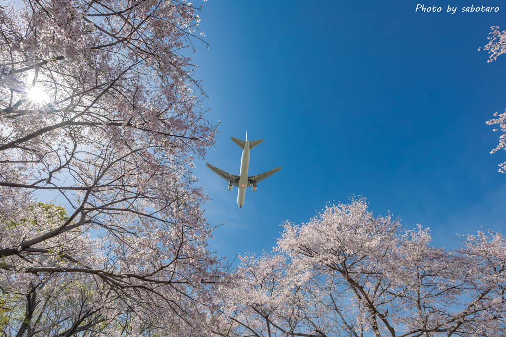 桜空