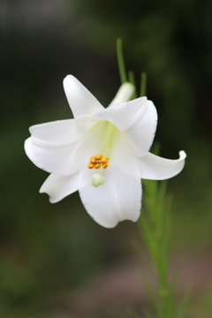 白い花