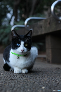 公園の猫
