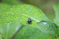 朝露と､､､