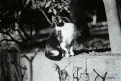 公園のねこ