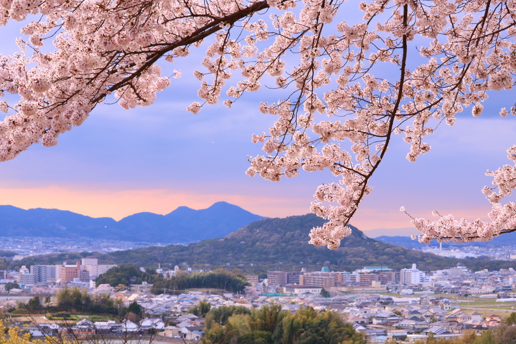 桜