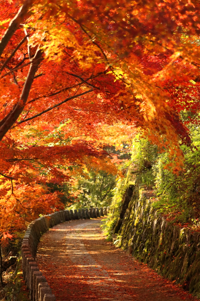 紅葉 Part3