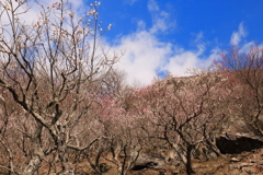 湯河原梅林