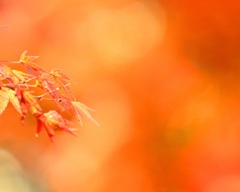 紅葉 Part2