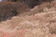 湯河原梅林