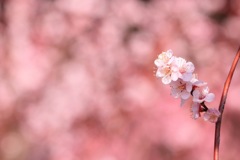 桜かな